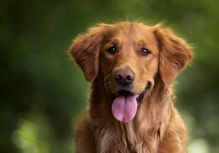 Carpa informativa convivència amb mascotes