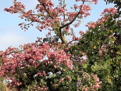 Salou celebra demà el dia gran de la Festa Major del 30 d’Octubre amb la plantada d’arbres, la paella popular i l’esclat de focs