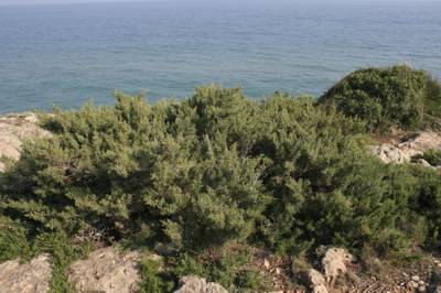 Juniperus phoenicea2.jpg