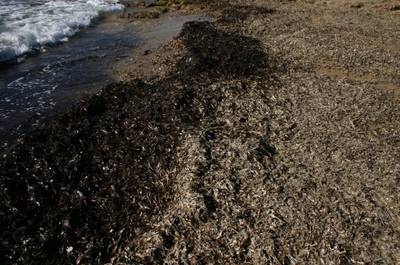 restes de posidonia arrossegades fins la platja.JPG