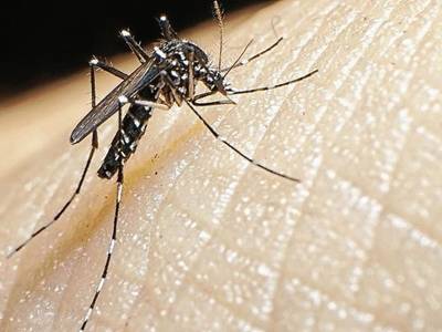 L’Ajuntament de Salou du a terme una diagnosi per prevenir l’augment dels mosquits tigre