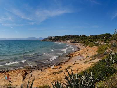 Divendres, jornada ambiental amb voluntaris per a la neteja d’espècies invasores a la Platja Llarga de Salou