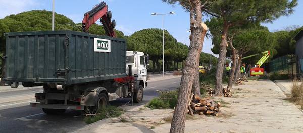Es poden els pins de l'avinguda Pere Molas per millorar la mobilitat als carrils de circulació