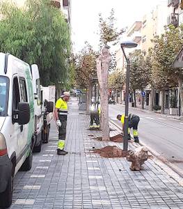 L’Ajuntament de Salou replantarà 8 exemplars de plataner al carrer Barcelona