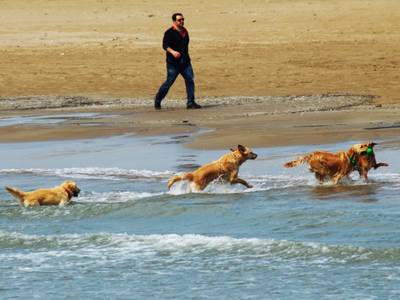 La regidoria de Salut Pública i Qualitat Ambiental recorda la prohibició de passejar els animals per la platja