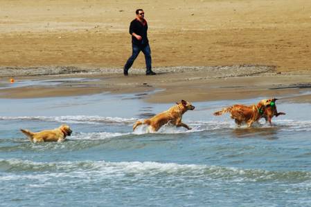 La regidoria de Salut Pública i Qualitat Ambiental recorda la prohibició de passejar els animals per la platja