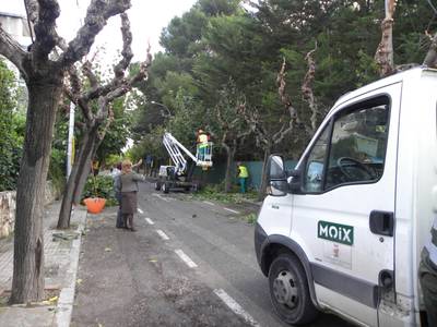 S’inicia la poda dels més de 8.000 arbres de Salou