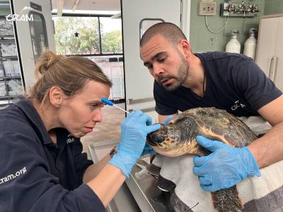 Salou alliberarà, aquest dimarts, a la platja de Llevant, la tortuga Maui