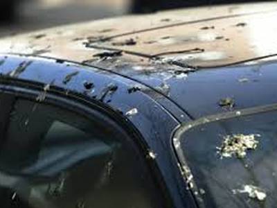 Salou aposta per aus rapinyaires per controlar la població de coloms