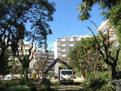 Salou inicia la campanya de la poda 2012-2013 de l’arbrat viari