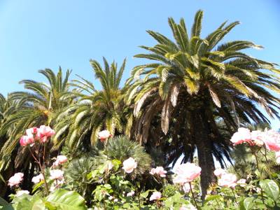 Salou iniciarà un projecte de millora de la jardineria del municipi finançat amb fons FOMIT