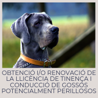 Obtenció i/o renovació de la llicència de tinença i conducció de gossos potencialment perillosos