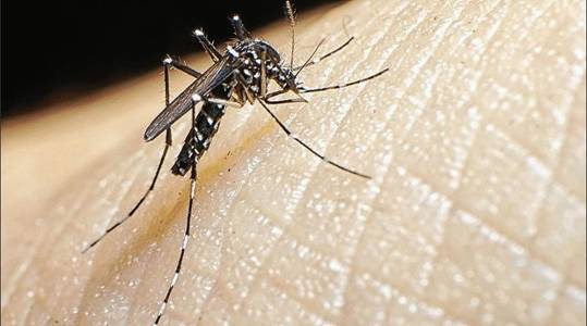 El Ayuntamiento de Salou lleva a cabo un diagnóstico para prevenir el aumento de los mosquitos tigre