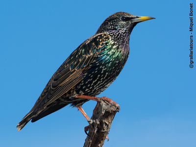 Una quincena de amantes de la ornitología conocerán, este jueves, los pájaros del Camí de la Torre, dentro del Salou Actiu Tardor 2019