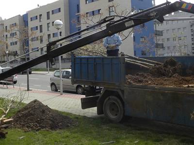 Destinan más de 90.000 euros a la reposición de arbolado en una veintena de calles de Salou