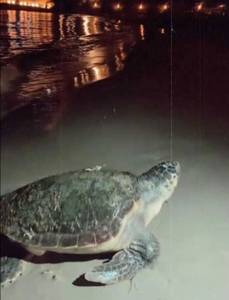 El Ayuntamiento de Salou pide la colaboración ciudadana para proteger a una tortuga boba (Caretta), vista en playa Capellans