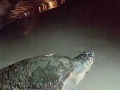 El Ayuntamiento de Salou pide la colaboración ciudadana para proteger a una tortuga boba (Caretta), vista en playa Capellans