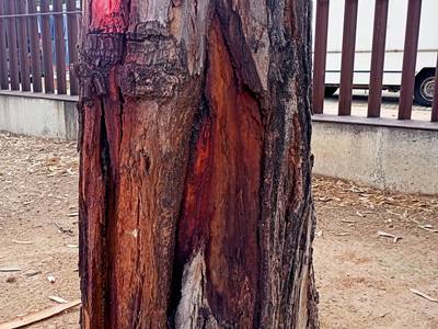 El Ayuntamiento de Salou realiza trabajos de reposición de árboles en el parque Manel Albinyana