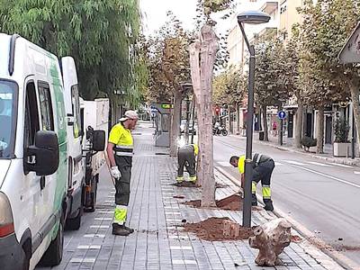 El Ayuntamiento de Salou replantará 8 ejemplares de plátano de sombra en la calle Barcelona