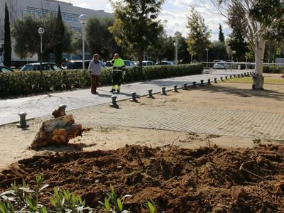 El fuerte viento del fin de semana deja numerosos árboles caídos en Salou