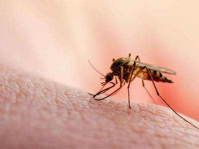 Está en marcha la campaña sobre mosquitos común y tigre en toda Cataluña