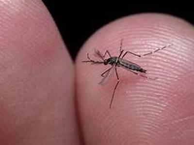 Plan intensivo en Salou para prevenir la proliferación de mosquitos