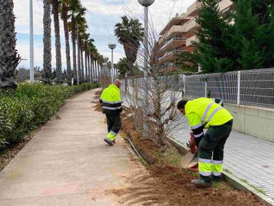 Salou actualiza el arbolado y el sistema de riego de la avenida de Reus (C-31B), en el tramo entre la calle Barcelona y Via Roma