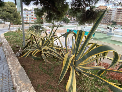 Salou ajardinará los parterres de la calle Brussel·les
