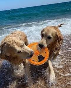 Salou habilita una zona de convivencia para perros en la playa de Ponent