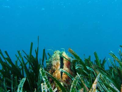 Salou interviene en la conservación de la posidonia de las playas, que actúa como escudo protector de la línea de la costa