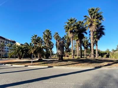 Salou mejora el ajardinamiento de la rotonda de la avenida Batlle Pere Molas, con la av.  Països Catalans