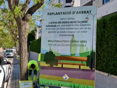 Salou sustituye los árboles de la c/ Arquitecte Ubach por una especie más resistente y sostenible
