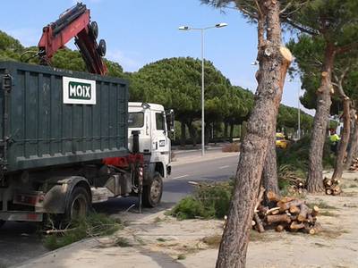 Se pueden los pinos de la avenida Pere Molas para mejorar la movilidad en los carriles de circulación